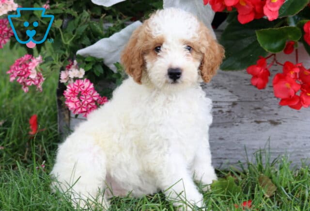 Archie Mini Poodle image