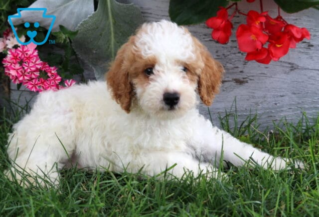 Archie Mini Poodle2 image