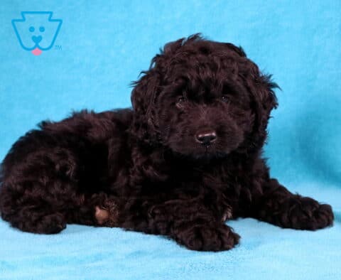 Arthur Cockapoo