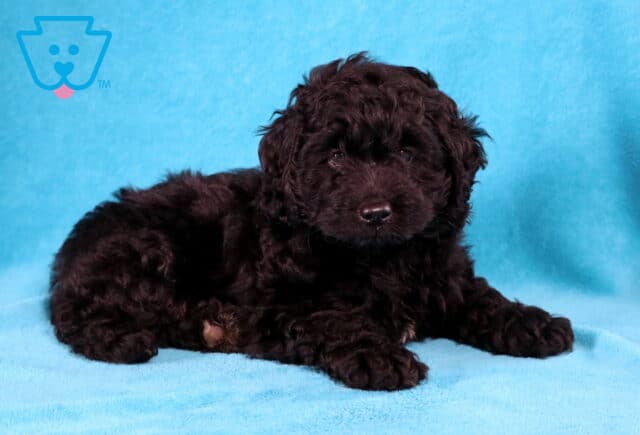 Arthur Cockapoo image