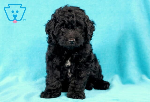 Arthur Cockapoo2 image