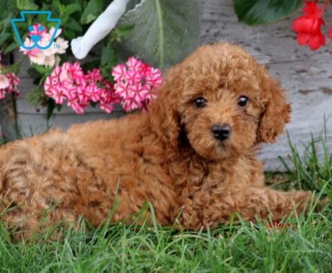 Asia Mini Poodle