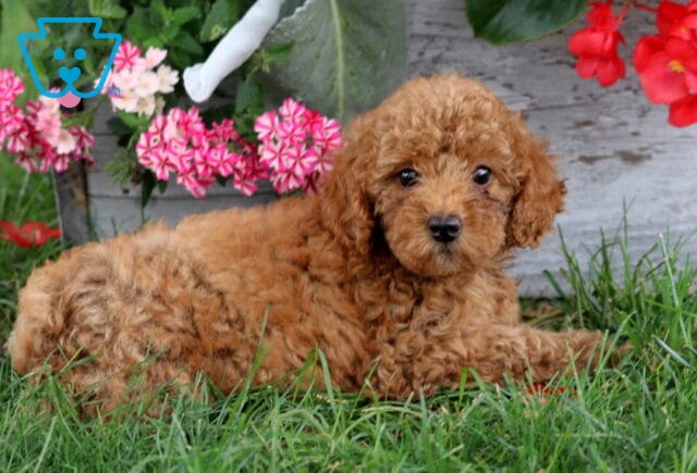 Asia Mini Poodle image