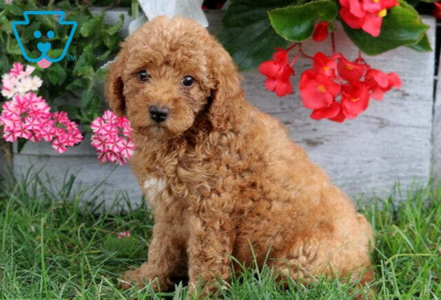 Asia Mini Poodle. image