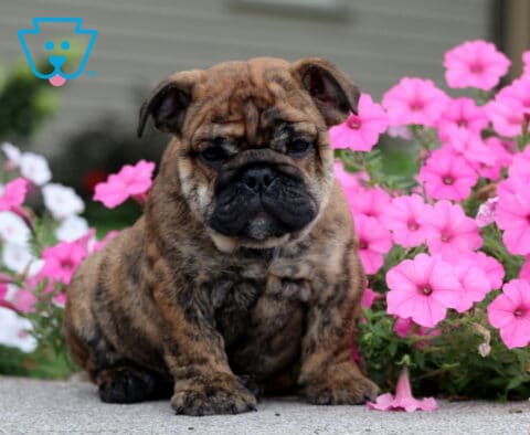 Babe English Bulldog