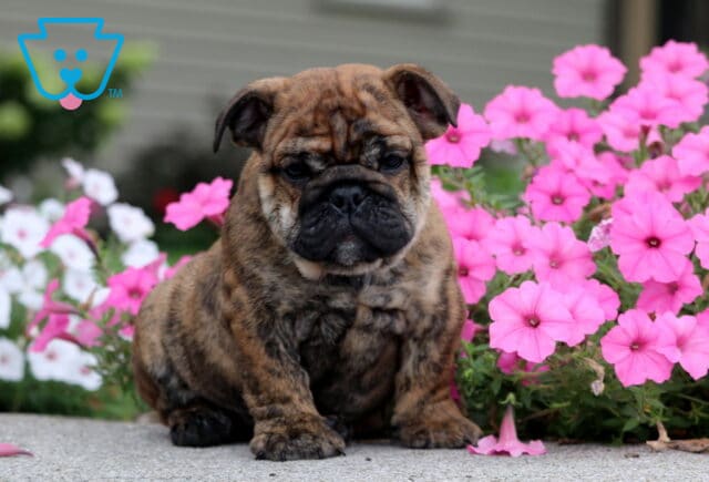 Babe English Bulldog image