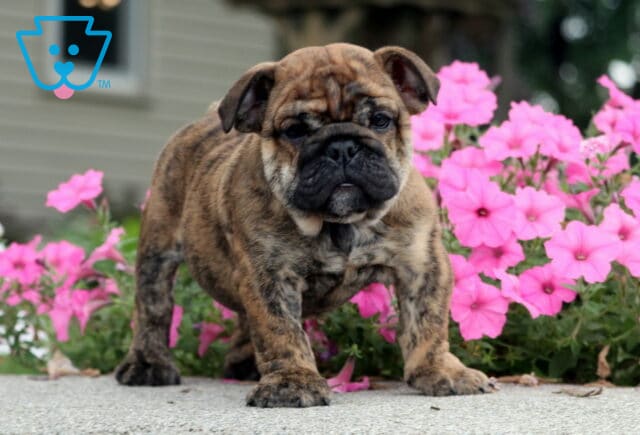 Babe English Bulldog2 image