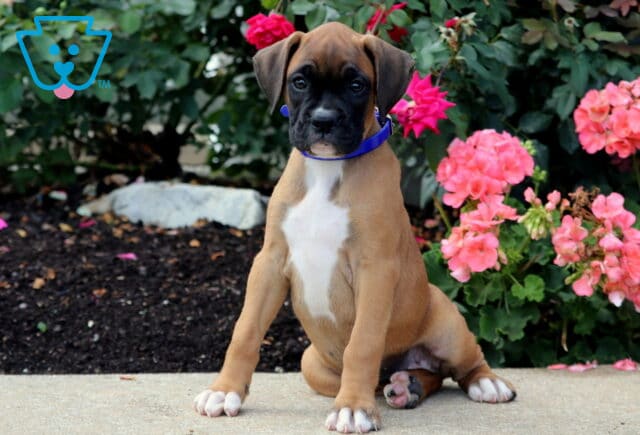Bailey Boxer image