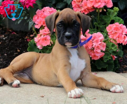 Bailey Boxer2