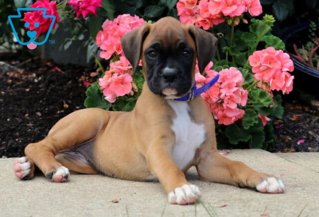 Bailey Boxer2 image