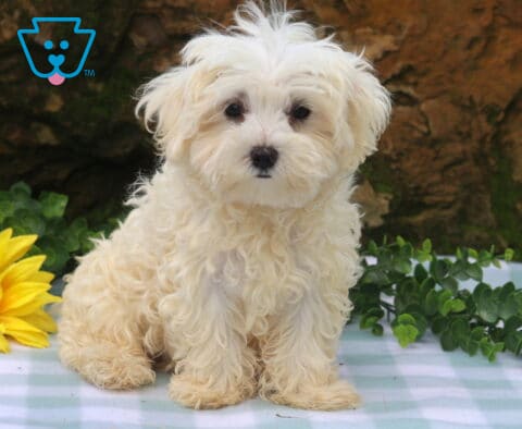 Banjo Maltese