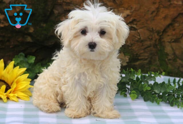 Banjo Maltese image