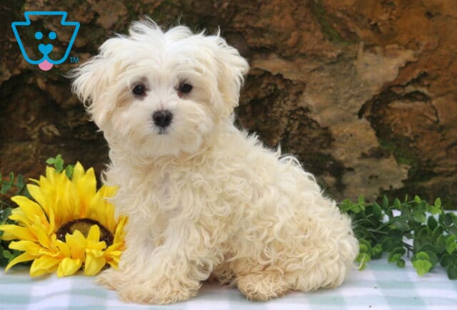 Banjo Maltese2 image