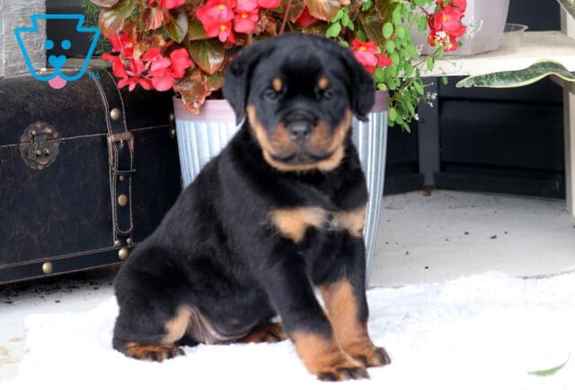 Banks Rottie image
