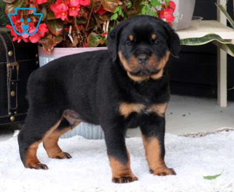 Banks Rottie2