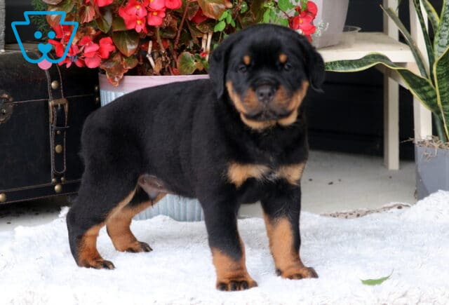 Banks Rottie2 image