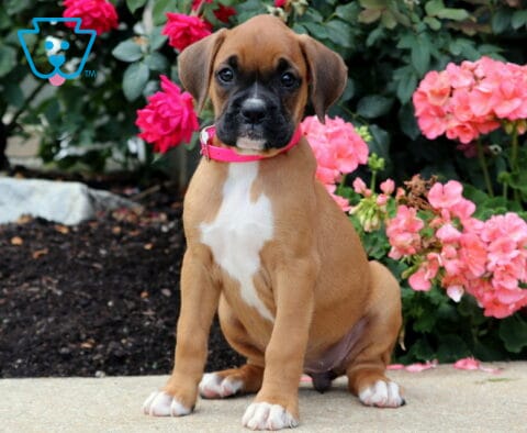 Bean Boxer