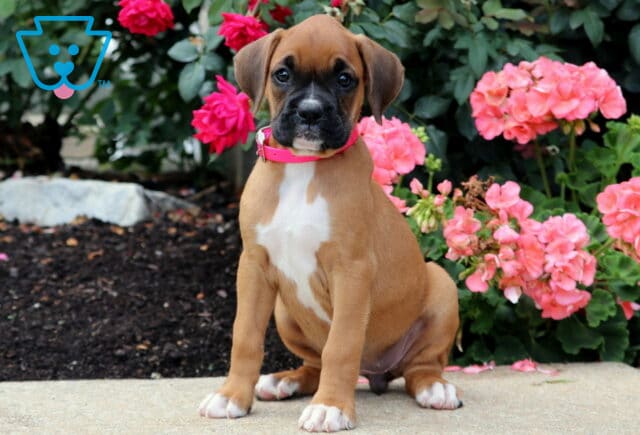 Bean Boxer image