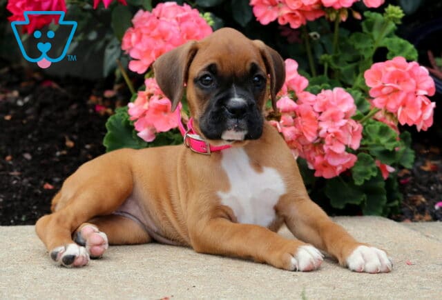 Bean Boxer2 image