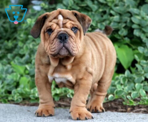 Bear English Bulldog Retake