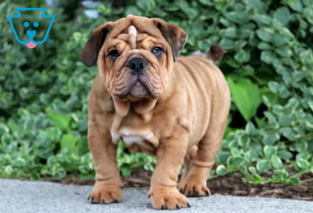 Fawn English Bulldog puppy with a white forehead stripe standing outdoors in front of lush green foliage. image