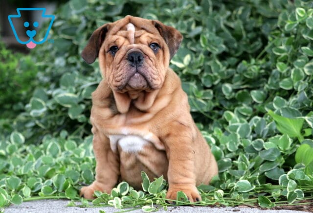 Wrinkly fawn English Bulldog puppy with a white chest sitting among leafy green plants outdoors. image