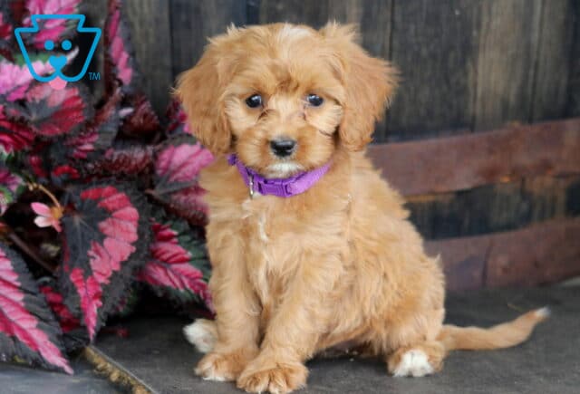 Alt text: Sweet apricot Cavapoo puppy wearing a purple collar while sitting on a rustic wooden floor beside vibrant pink foliage, showing a fluffy coat, white-tipped paws, and an attentive expression. image