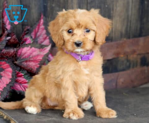 Becca Cavapoo2