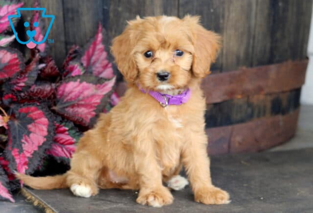 Alt text: Adorable apricot Cavapoo puppy with a fluffy coat and purple collar sitting beside colorful pink foliage and a rustic wooden barrel, featuring white paws and a curious, gentle expression. image
