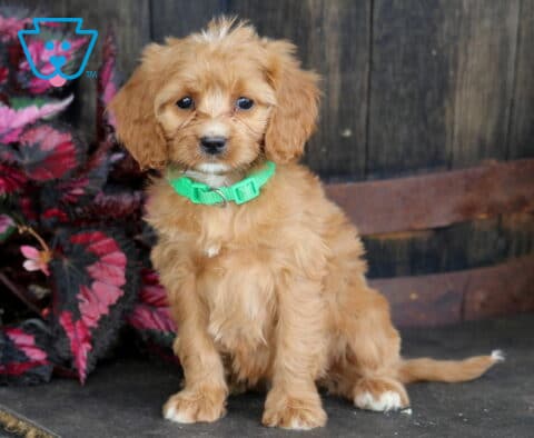 Bell Cavapoo