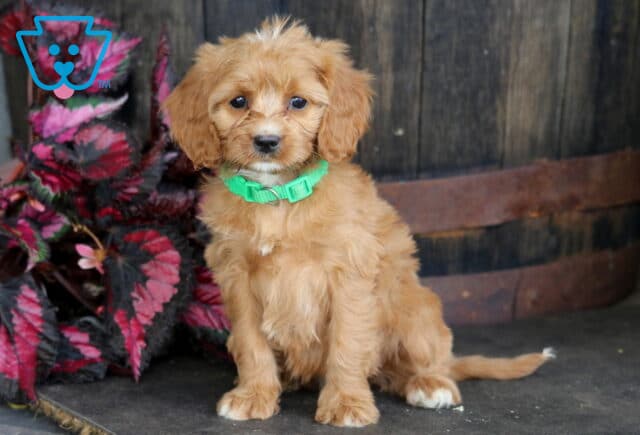 Bell Cavapoo image