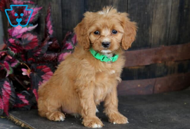 Bell Cavapoo2 image