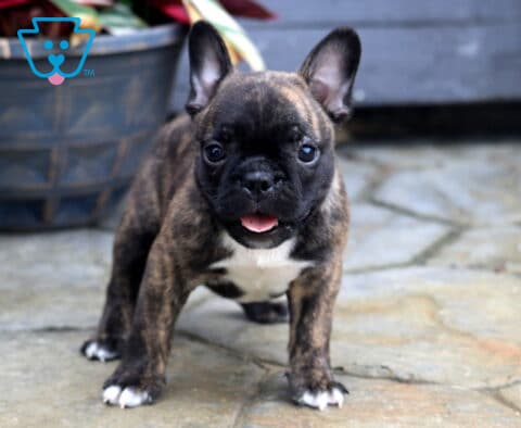Benji Frenchton