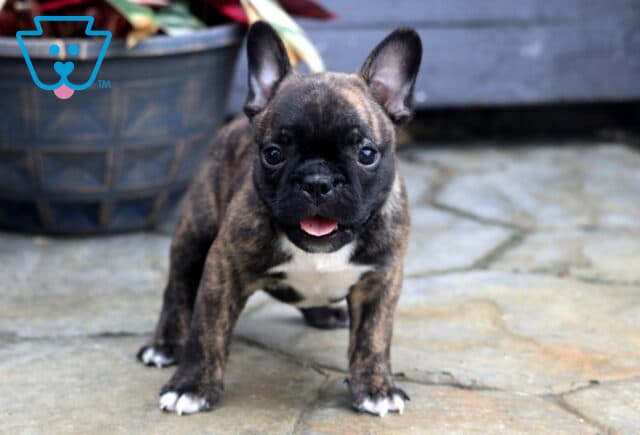 Benji Frenchton image