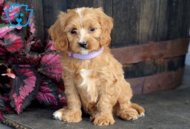 Benson Cavapoo image