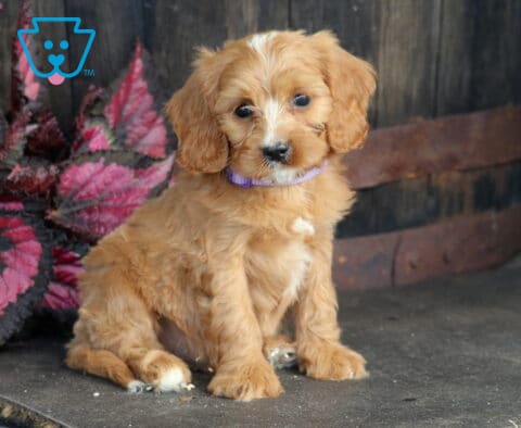 Benson Cavapoo2