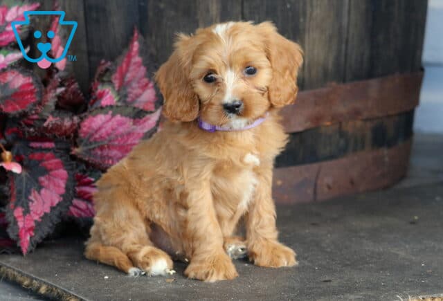 Benson Cavapoo2 image
