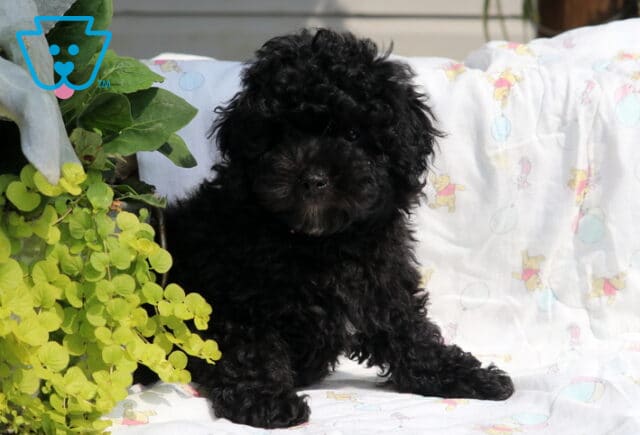 Curly black Mini Poodle puppy sitting on a patterned blanket beside bright green foliage. image