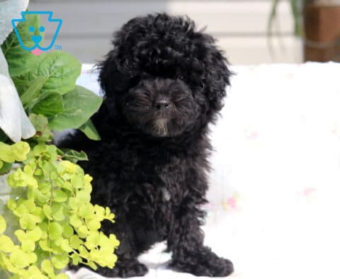 Bentley Mini Poodle Retake2
