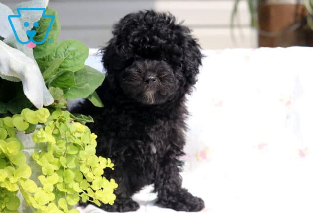 Fluffy black Mini Poodle puppy posing upright beside vibrant green plants on a soft blanket. image