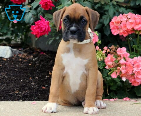 Betty Boop Boxer