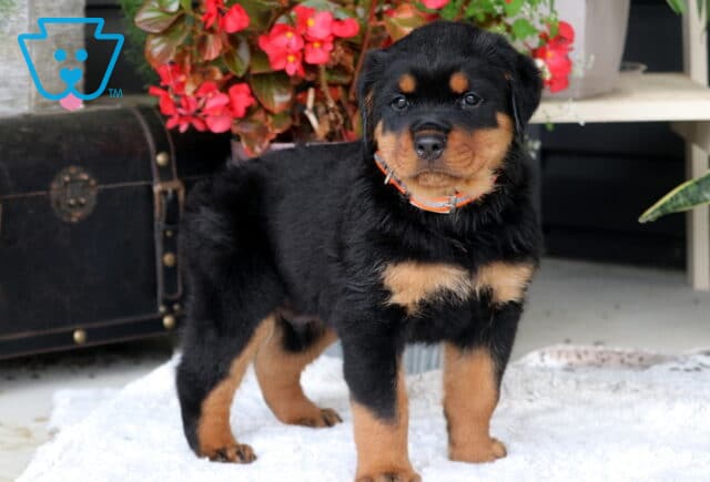 Biggie Rottie image