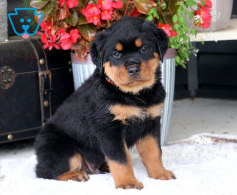 Biggie Rottie2