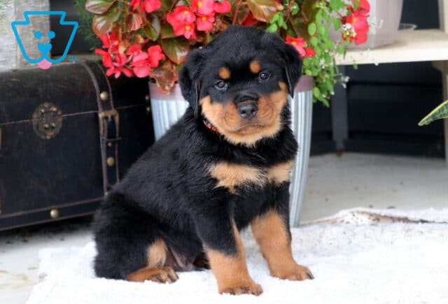 Biggie Rottie2 image
