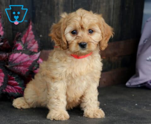 Bingo Cavapoo