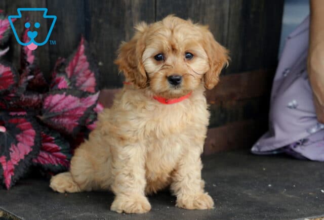 Bingo Cavapoo image
