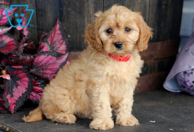 Bingo Cavapoo2 image