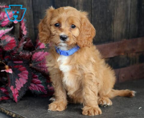 Blair Cavapoo