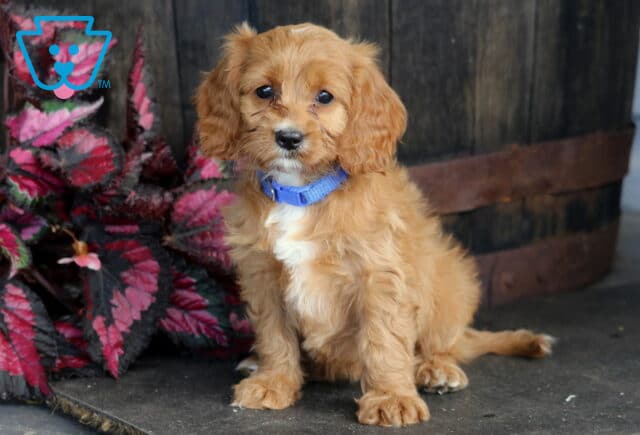 Blair Cavapoo image