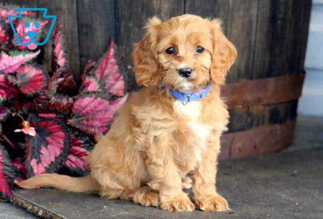 Blair Cavapoo2 image